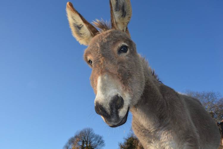 Are donkeys smart? Donkey intelligence is a real thing, and measuring it better might save them from extinction.