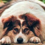 Dog diabetes: new study shows owners of a diabetic dog 38% more likely to have diabetes themselves
