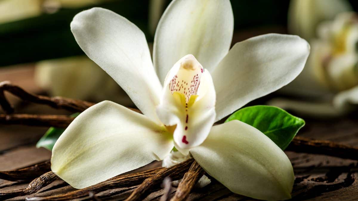What is the world's #1 favorite scent?  Vanilla, says new study
